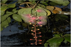 Barringtonia racemosa